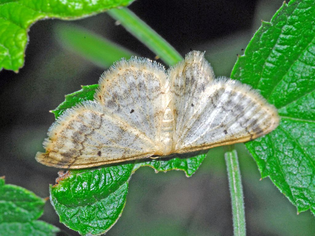 Geometridae ID